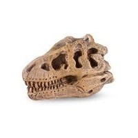 Crânes de dinosaures